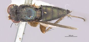 Media type: image;   Entomology 16051 Aspect: habitus dorsal view
